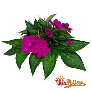 Afbeelding van Impatiens Sun Patiens P13 Purple